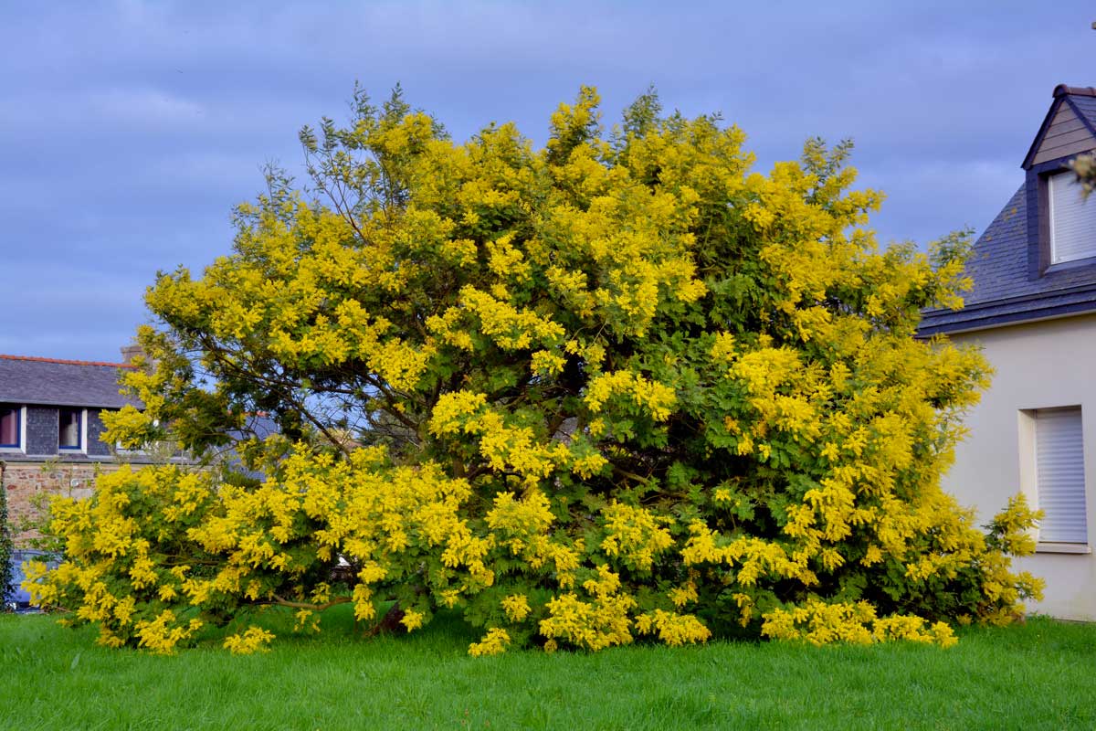 grand mimosa