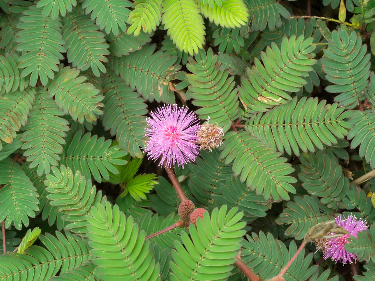 fleur de mimosa rose