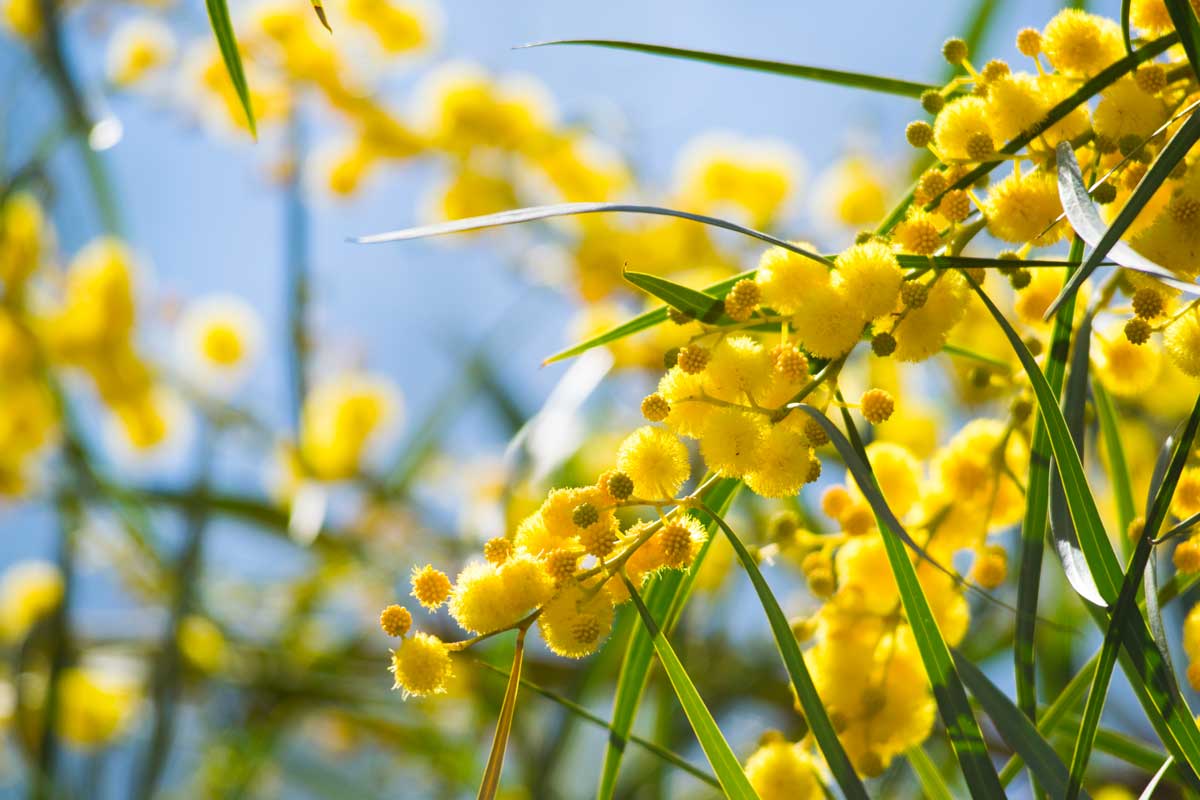 Fleurs de mimosa