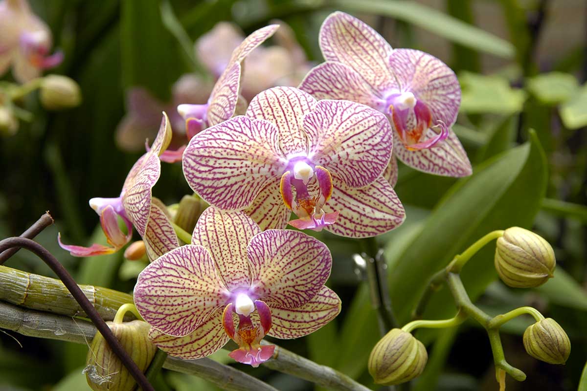 Orchidées