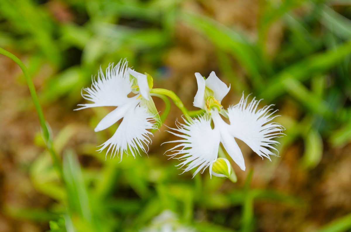 Habenaria Radiata, orchidée