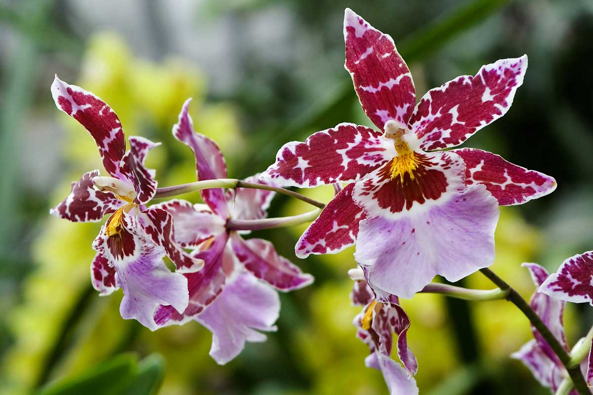 Odontoglossum, orchidées