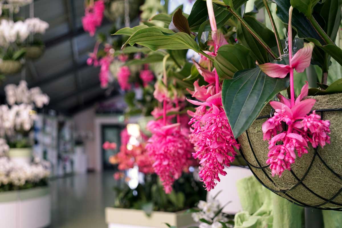 plantes d'intérieur colorées, la Medinilla 'Medinilla magnifica'.