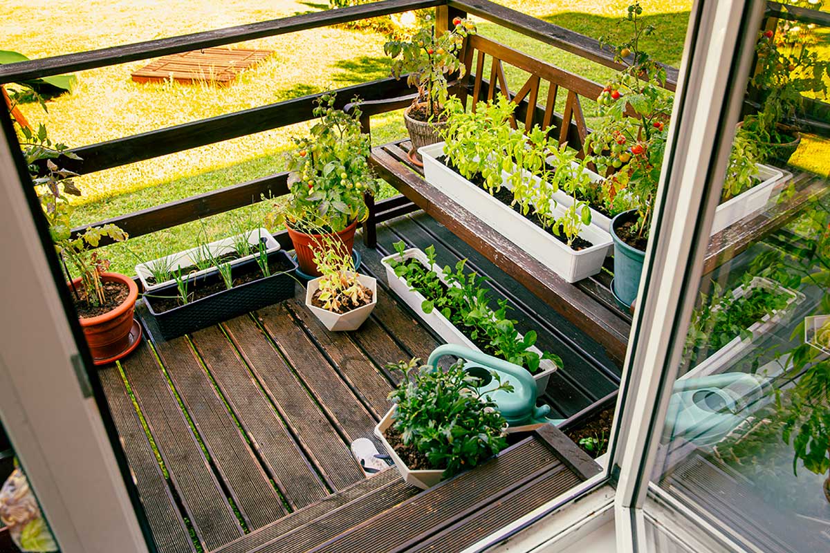 Potager sur le balcon en mars.