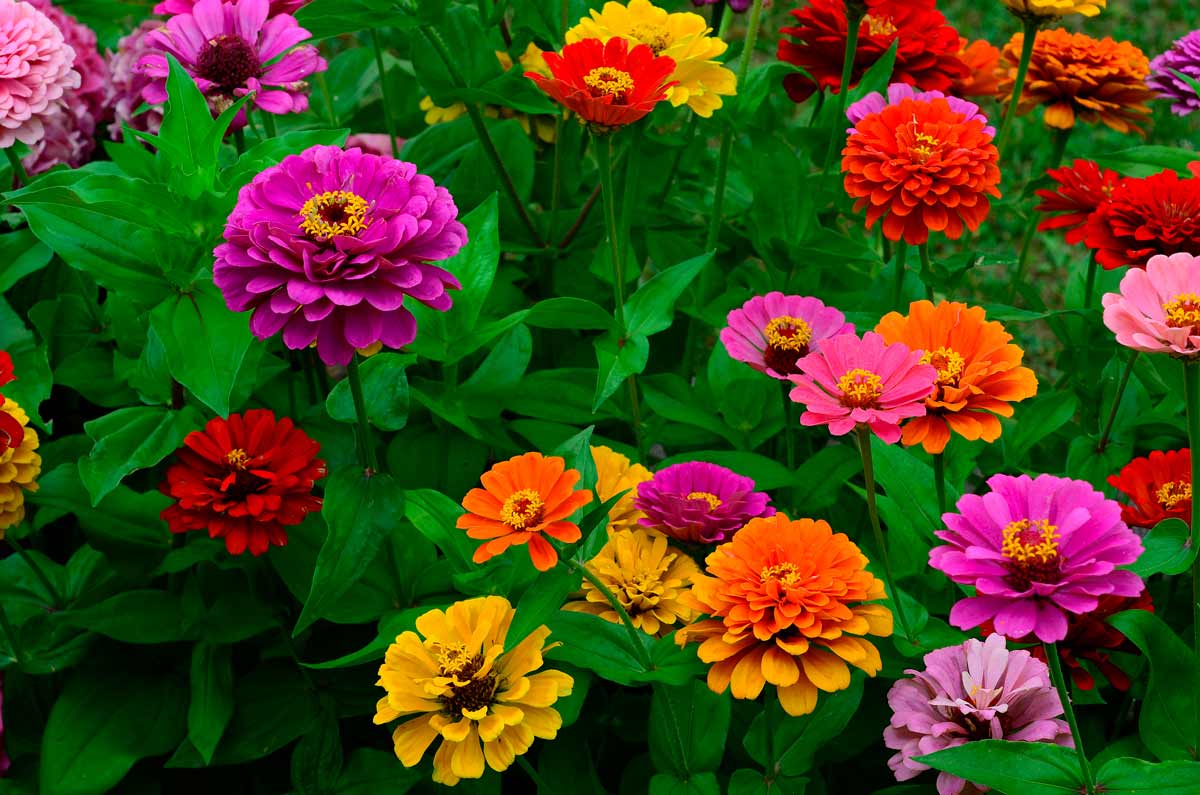 Zinnia, des fleurs qui n'ont pas besoin d'eau