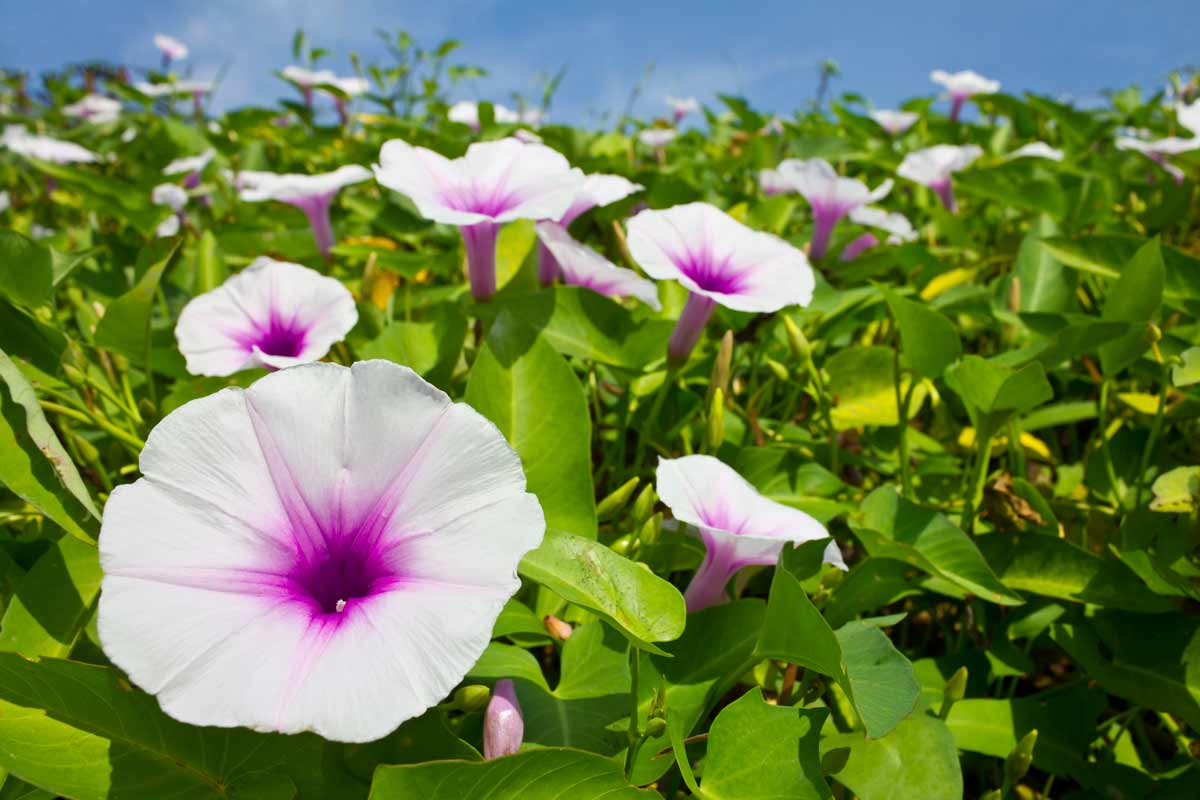 Le liseron, des fleurs qui n'ont pas besoin d'eau