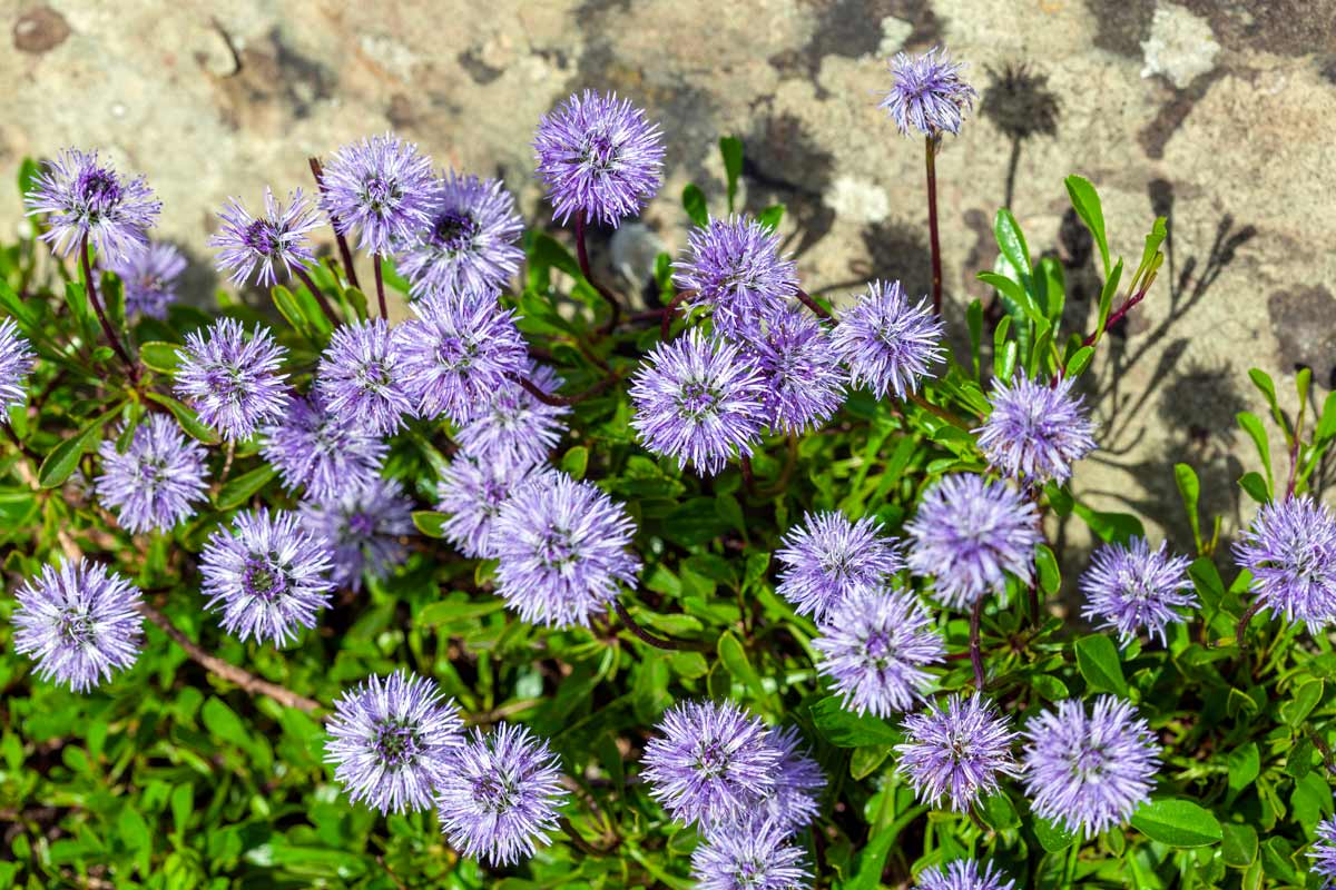 Globularia