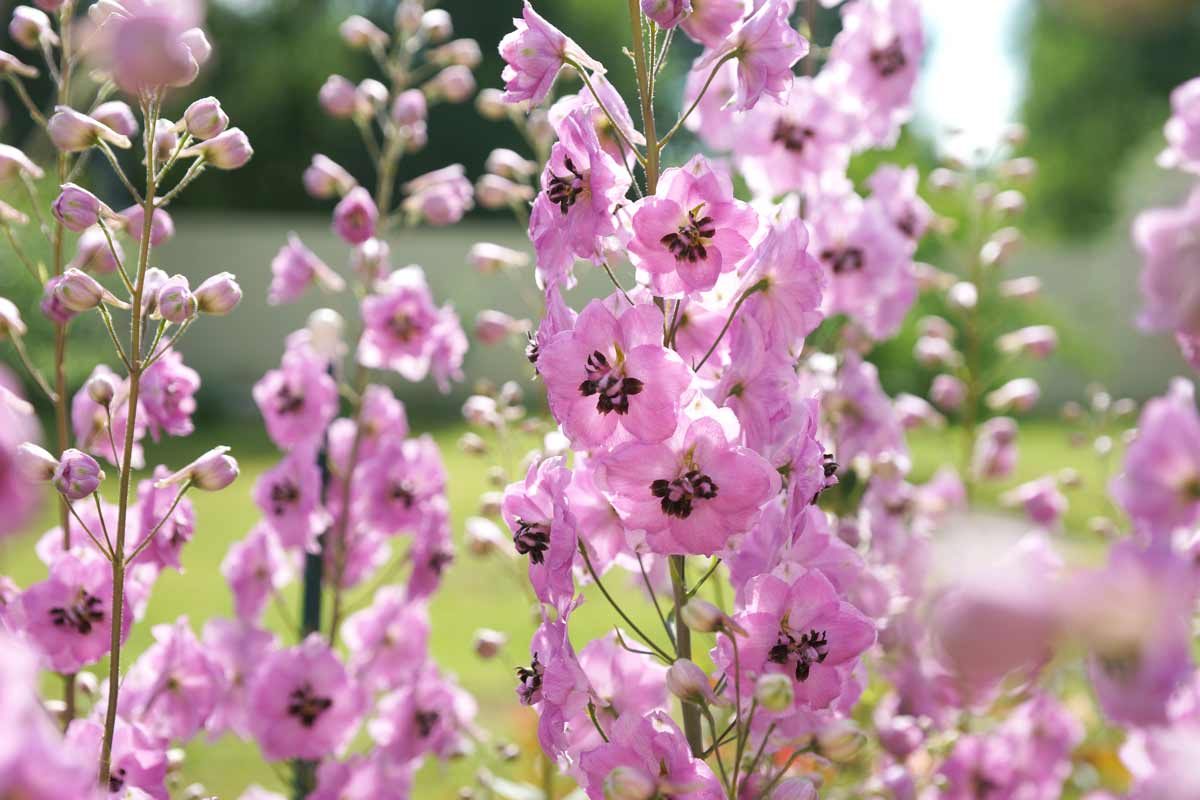 Delphinium (speronella), des fleurs qui n'ont pas besoin d'eau