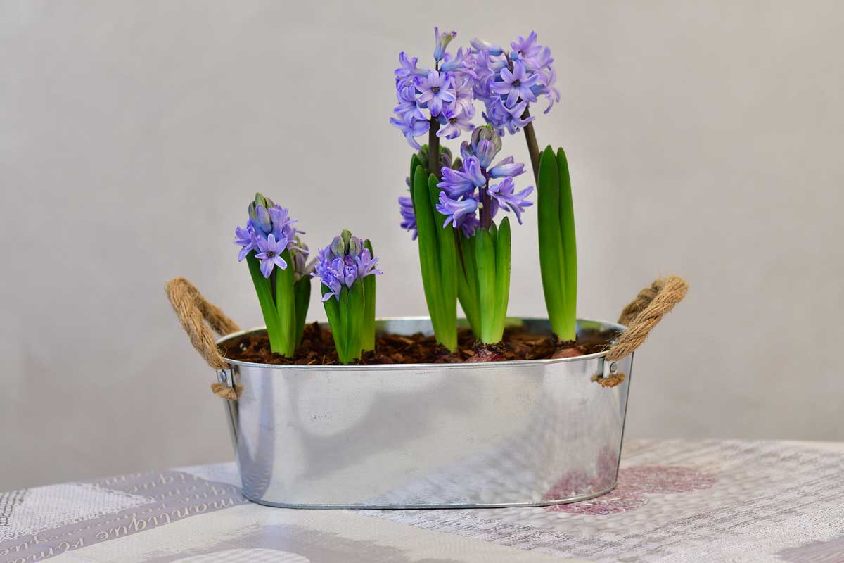 Jacinthes violettes en pots.