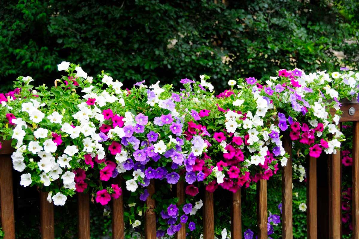 fleurs à semer avril jardin