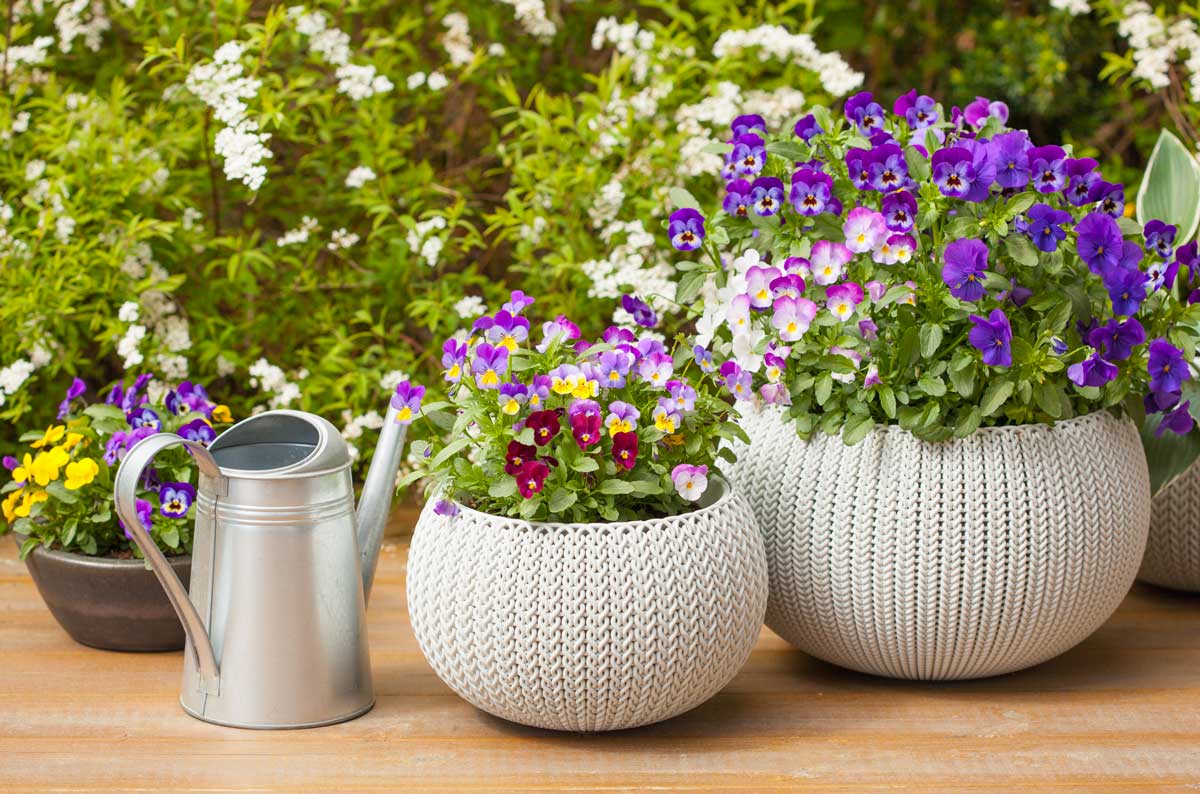 violettes dans un vase blanc