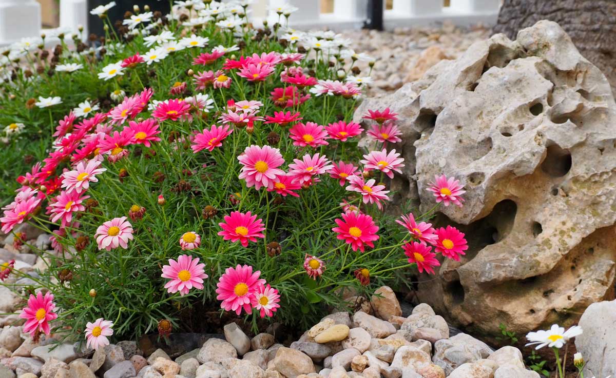 Parterre de fleurs avec des pierres de montagne et de belles fleurs roses.