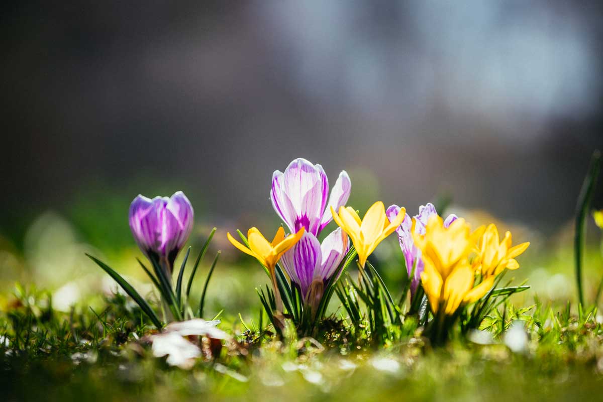 Fleurs de printemps magnifiques et faciles à cultiver