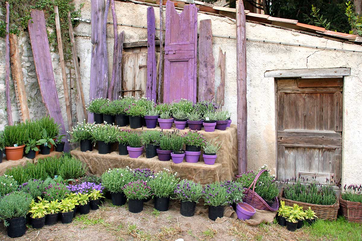 talea lavanda vasetti