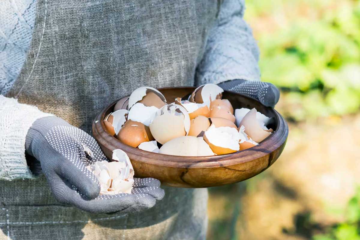 engrais naturels coquilles d'œuf