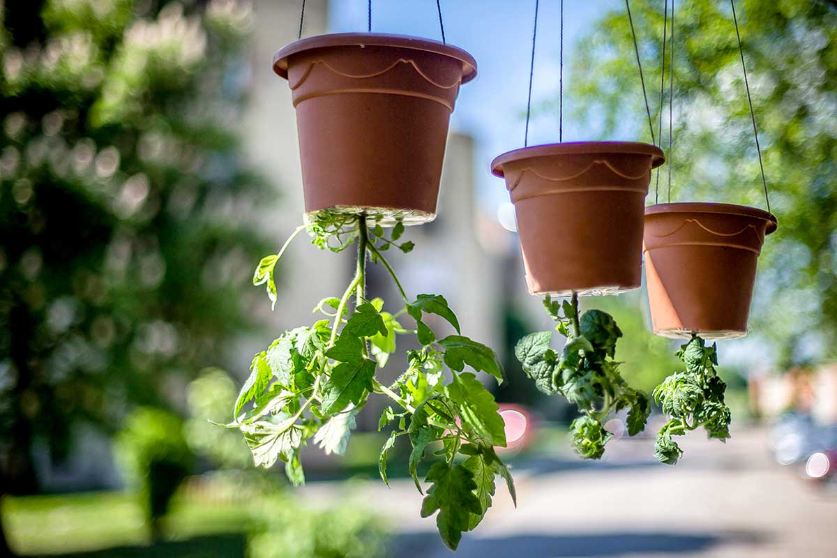 Cultiver des plants de tomates la tête en bas