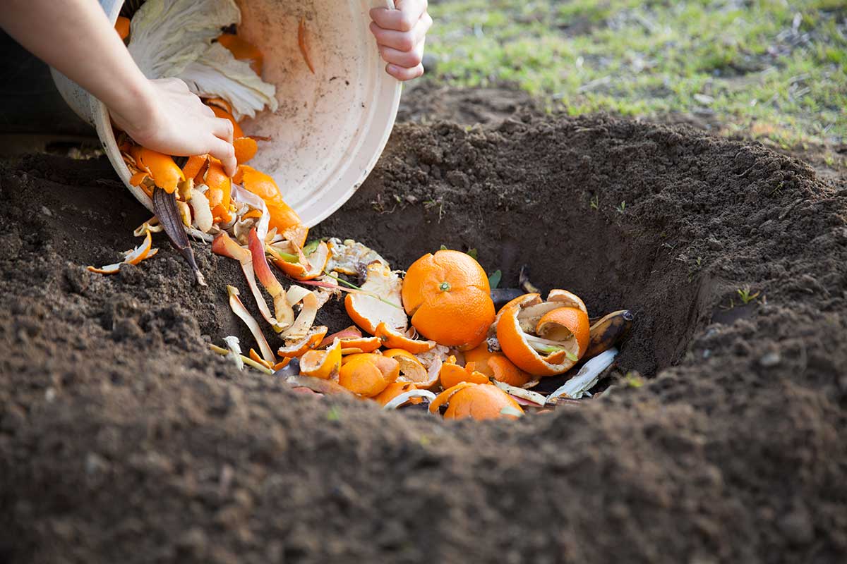 les épluchures de fruits utilisées comme engrais