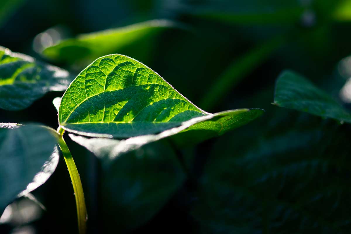 Légumes pour les jardins ombragés