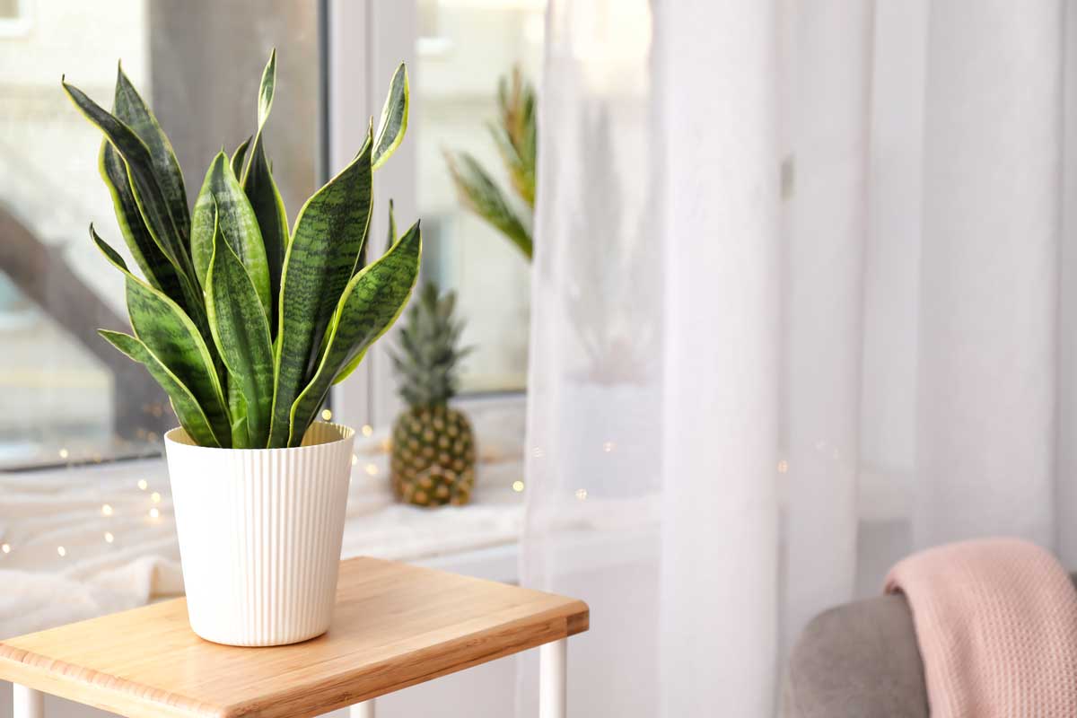 Sansevieria, plantes d'intérieur à avoir absolument