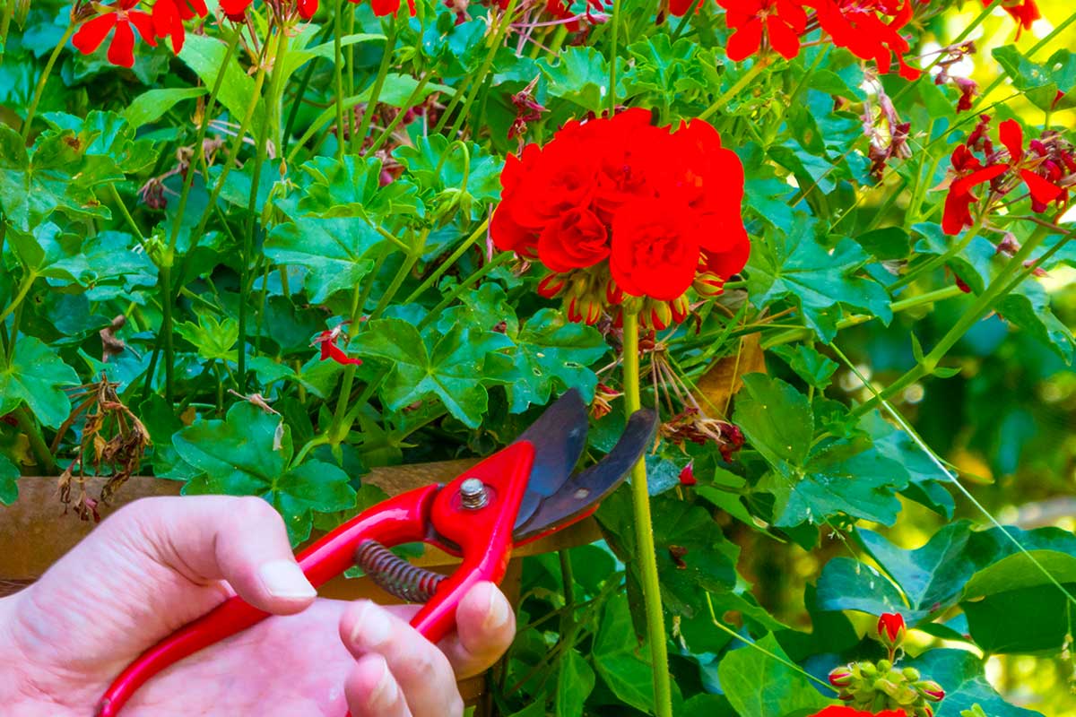 plantes idéales pour les boutures de printemps