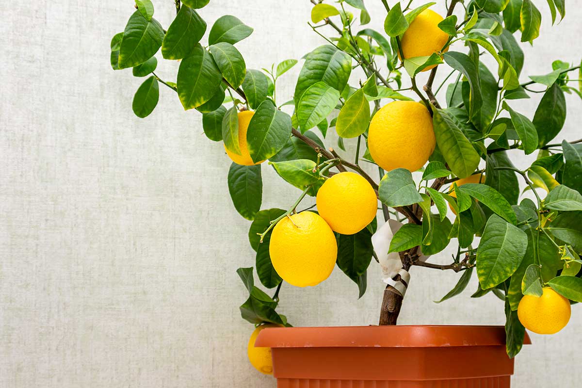 comment cultiver des plants de citron