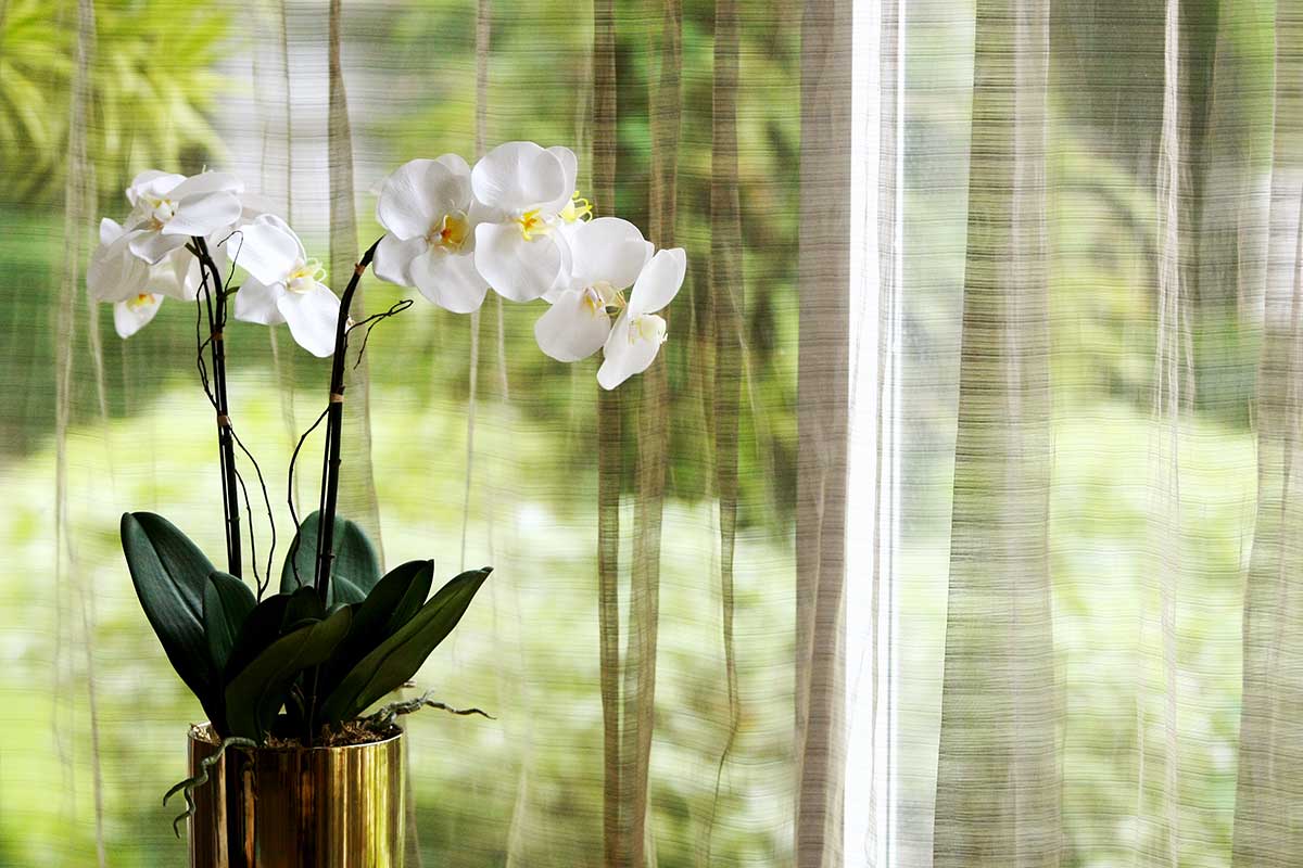 la cannelle pour la santé des orchidées