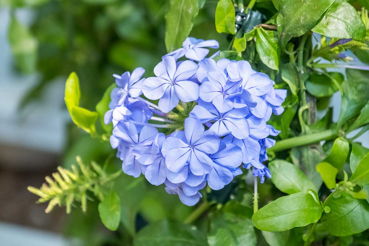 Jasmin bleu plumbago