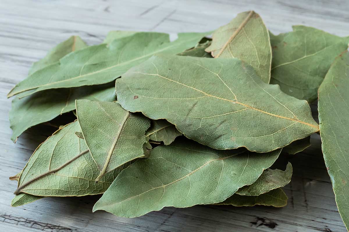 feuilles de laurier placard