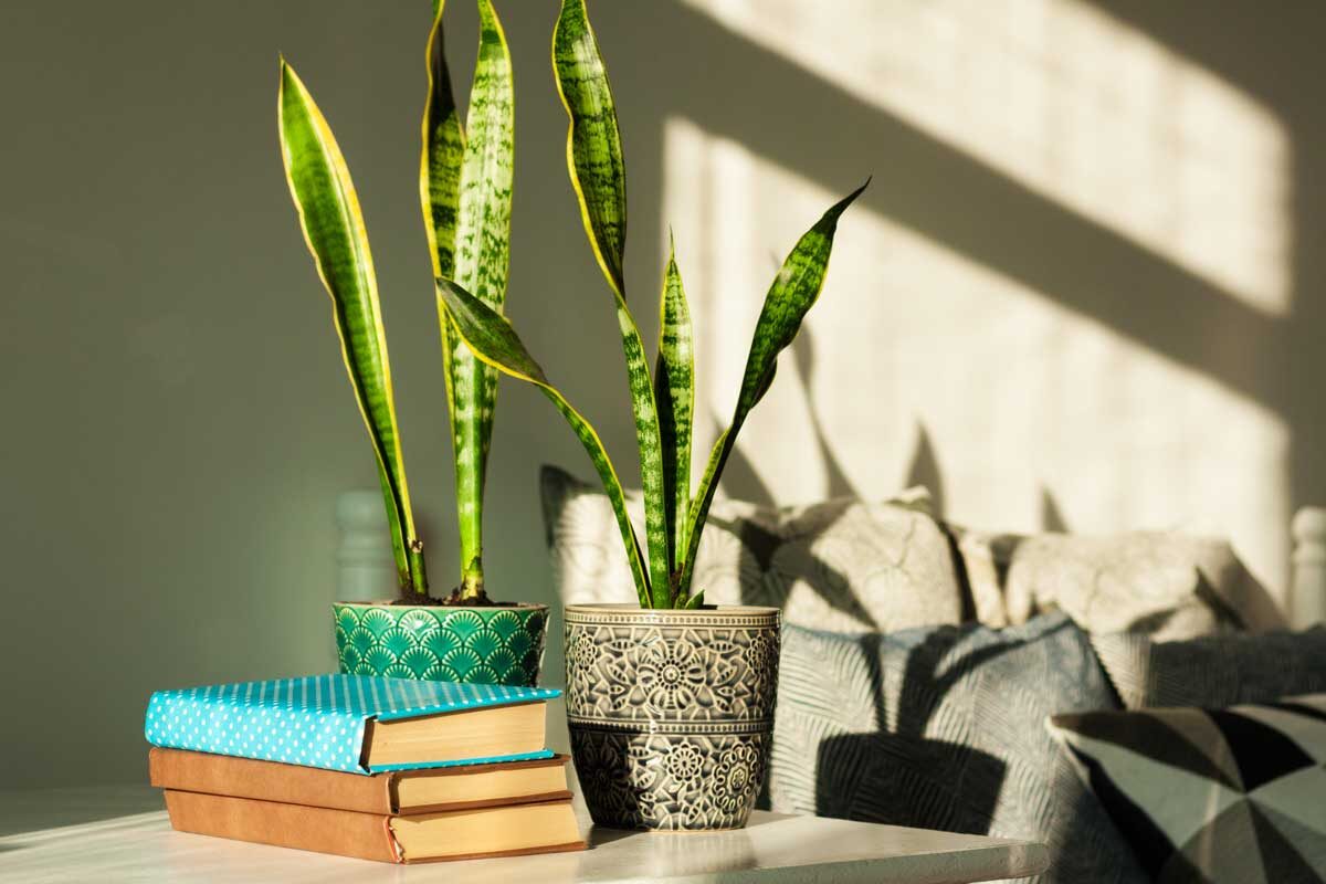 Sansevieria en pots.