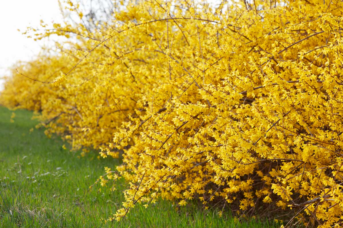 Haie de forsythias