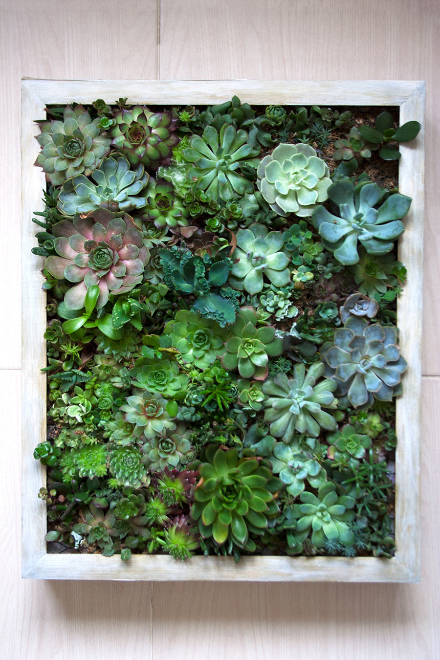 Cadre végétal avec succulentes et plantes grasses.