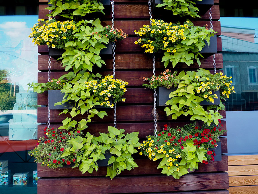 Jardin vertical DIY réalisé avec palette de bois.