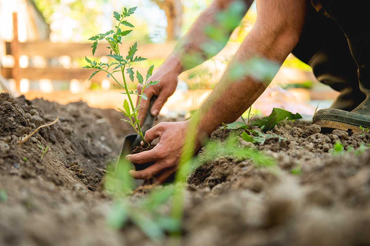 légumes perpétuels pour potager