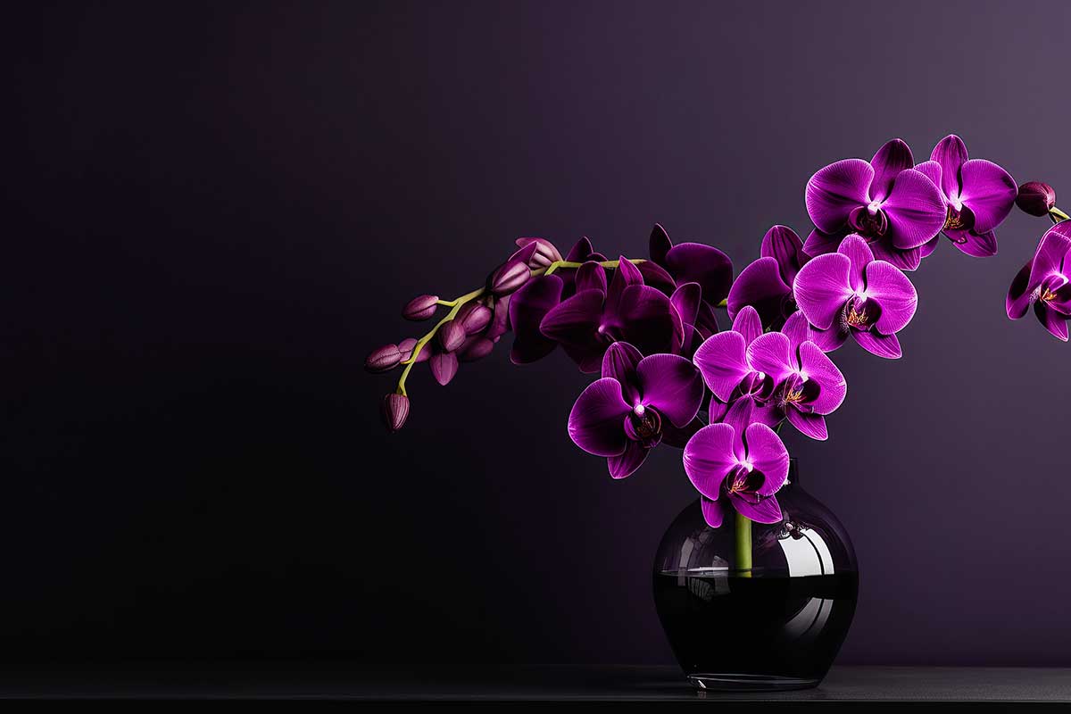 astuces pour faire durer la floraison des orchidées