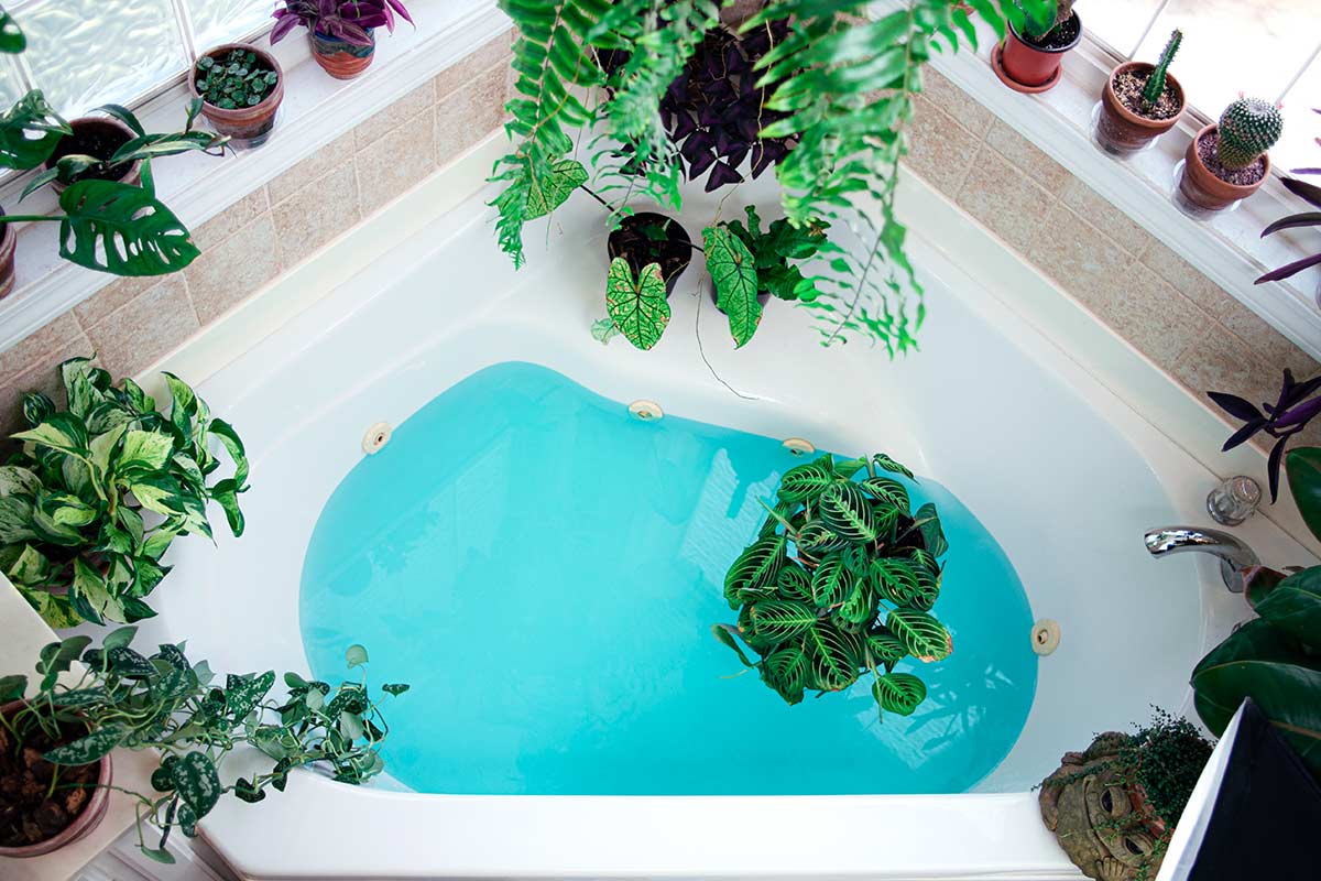 plantes de salle de bain