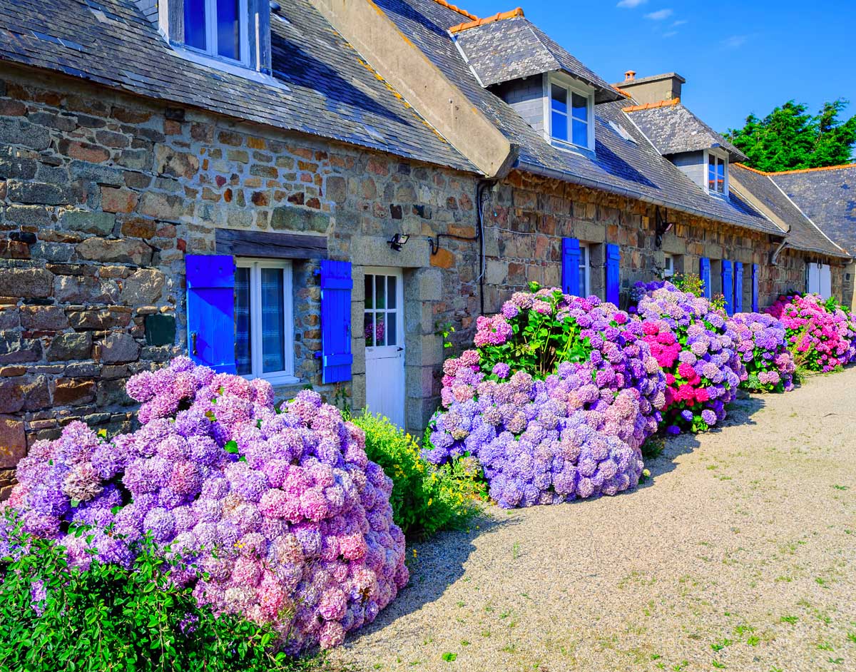 parterres d'hortensias