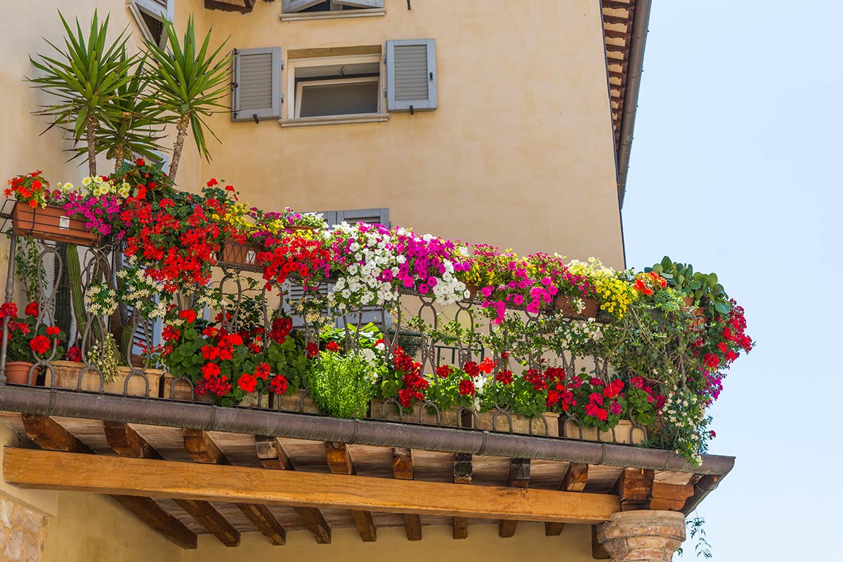 les plantes de balcon en ville
