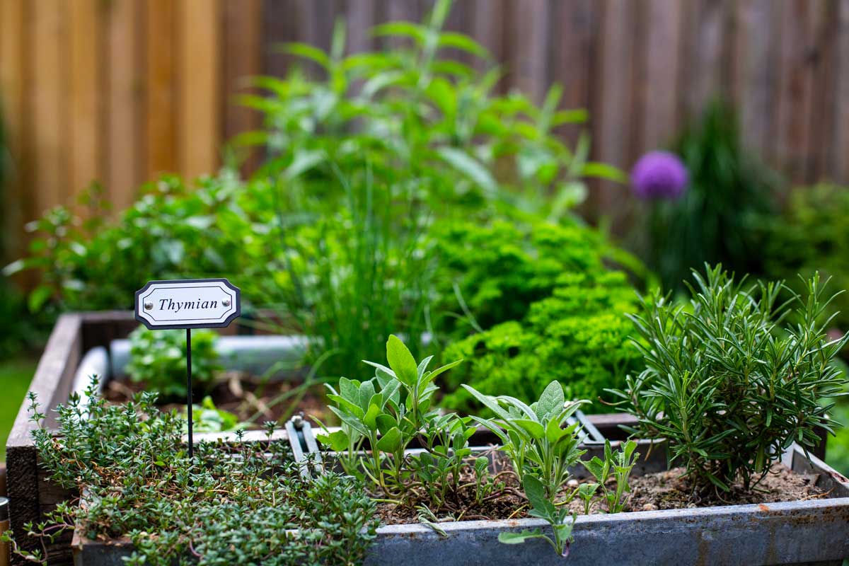 potager de balcon en pots avec étiquettes