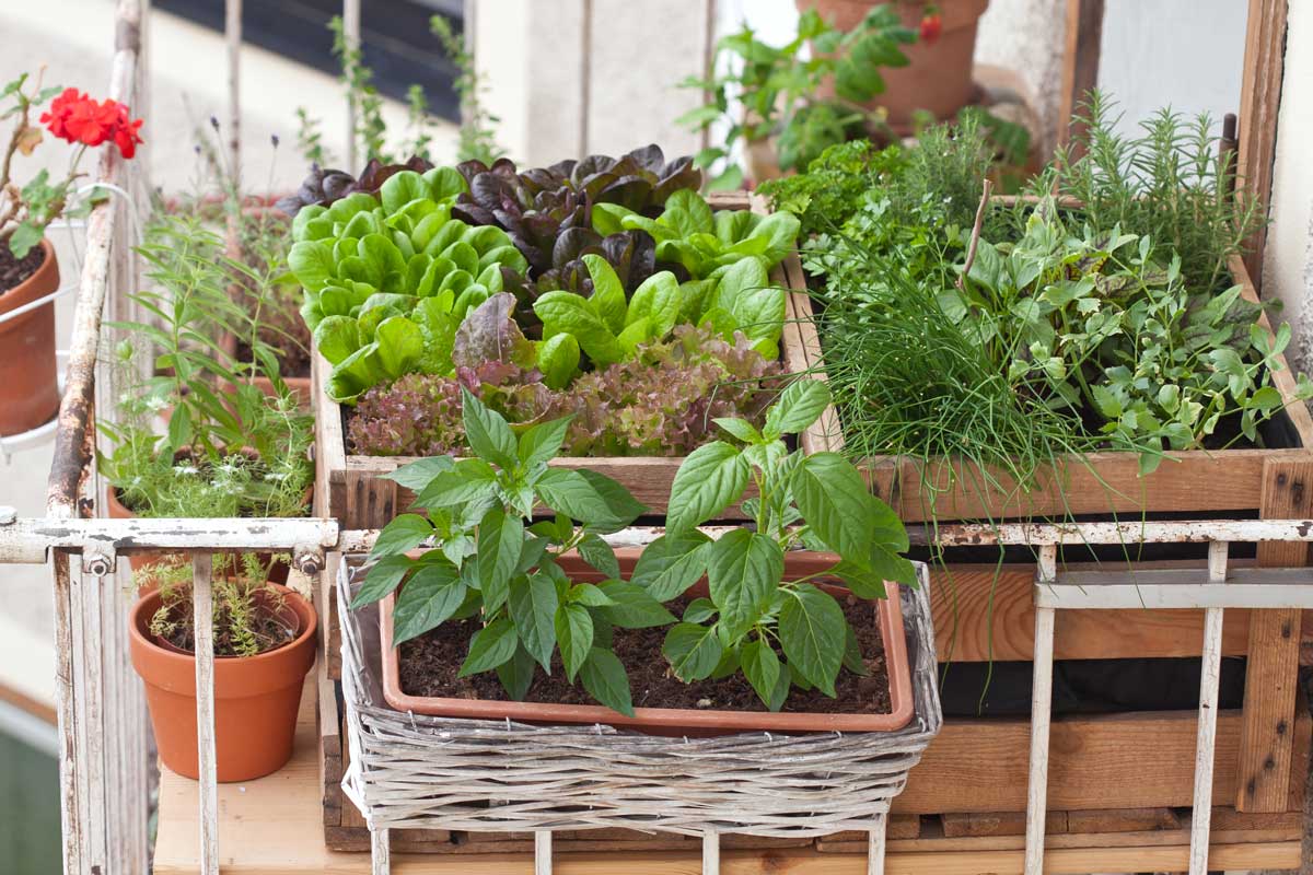 potager de balcon en pots