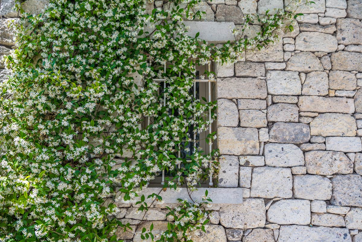 Jasmin