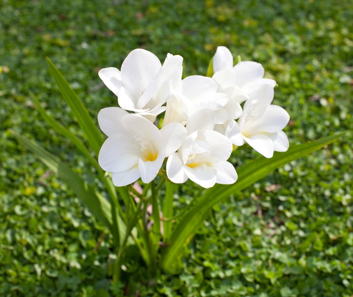 Freesias du jardin d'été.