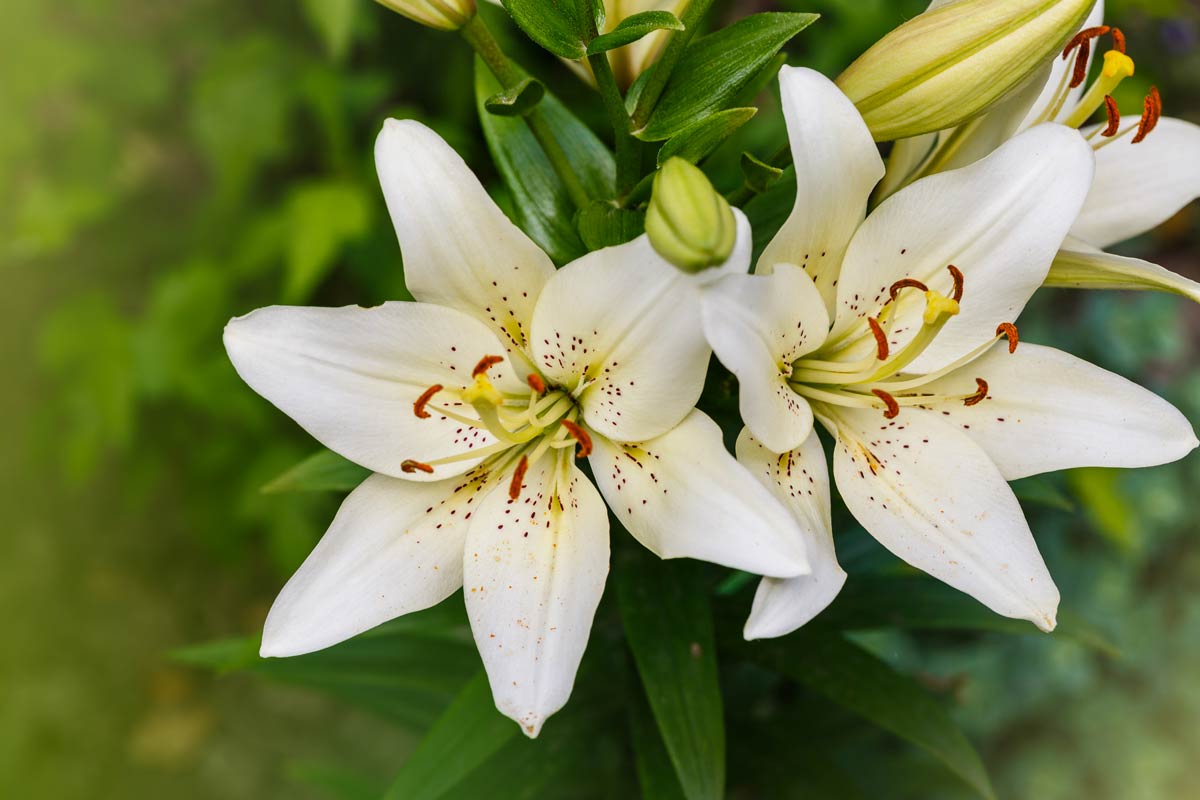 Lily dans le jardin.