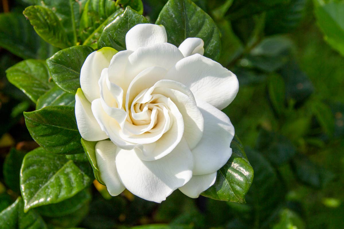 Gardenia dans le jardin d'été.