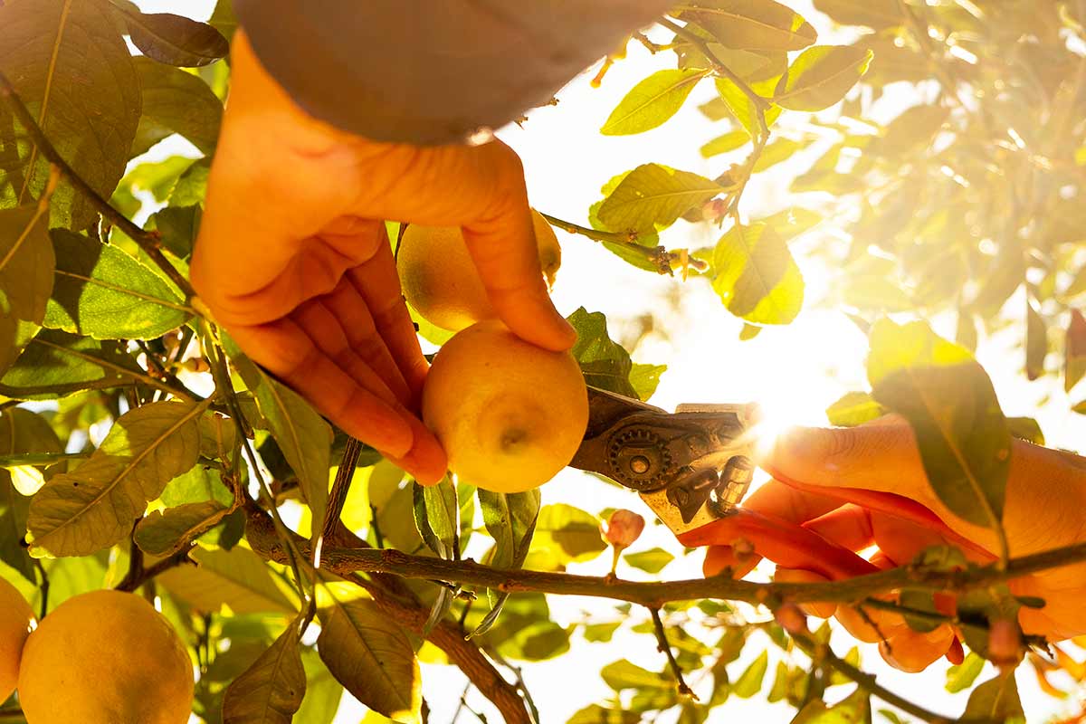 taille des citronniers