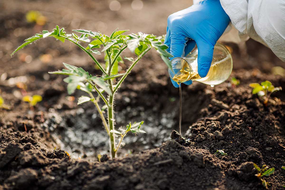 Fertilizante natural de cáscara de huevo