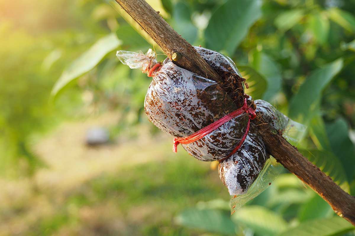 Des méthodes farfelues pour multiplier les roses à partir de boutures