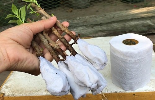 Cool Ways to Propagate Roses From Cuttings 11