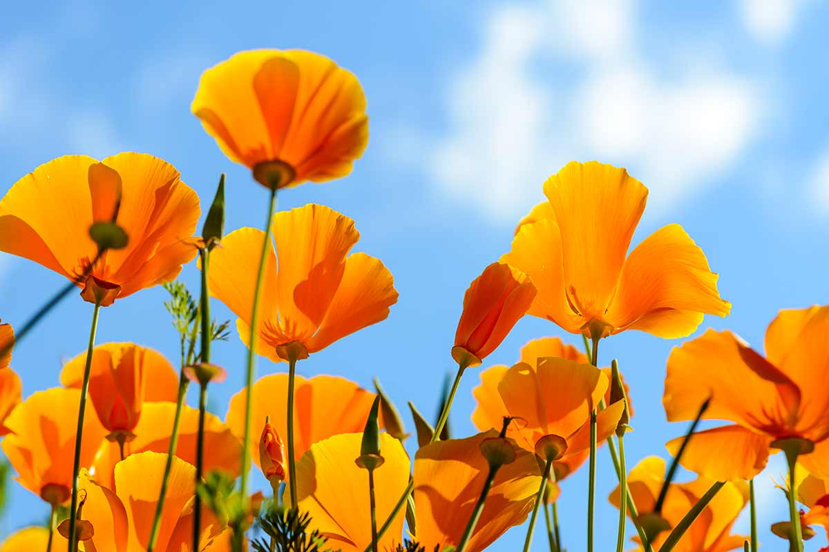 fleurs et plantes orange