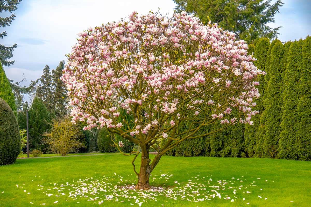 la culture du magnolia