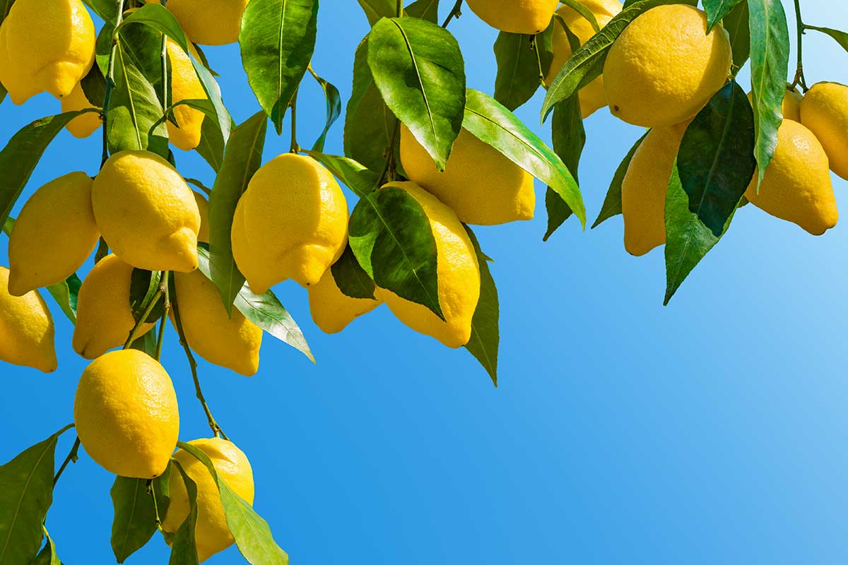 Citronnier : techniques et astuces pour une récolte plus généreuse